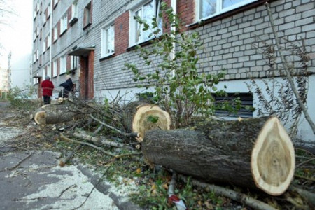 Koku ciršana ārpus meža zemes. Kā saimniekot, lai veicinātu klimatneitralitātes sasniegšanu?